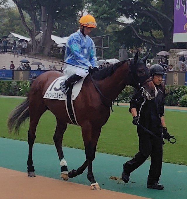 sakura_keiba1's tweet image. 堂々1着👏👏👏
#セイントエルモズ
#菅原明良 
#東京競馬場