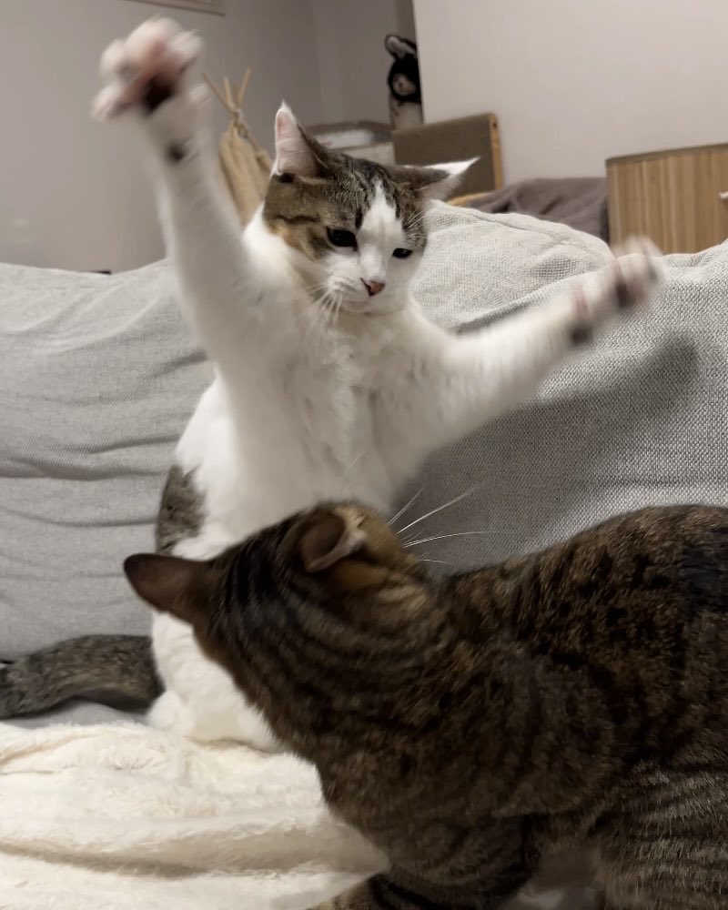 とらまる とらまるらんまる＋ (@to_ra_n_maru) / Posts / X