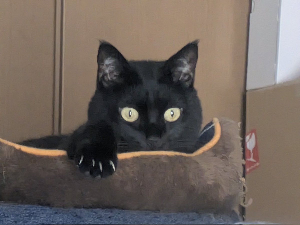 nene_kokoa's tweet image. 爪のびすぎですね。
でも、おてて出しているのかわいい。
#黒猫　#カフェ　#猫好きさんと繋がりたい　#猫のいる暮らし𓃠