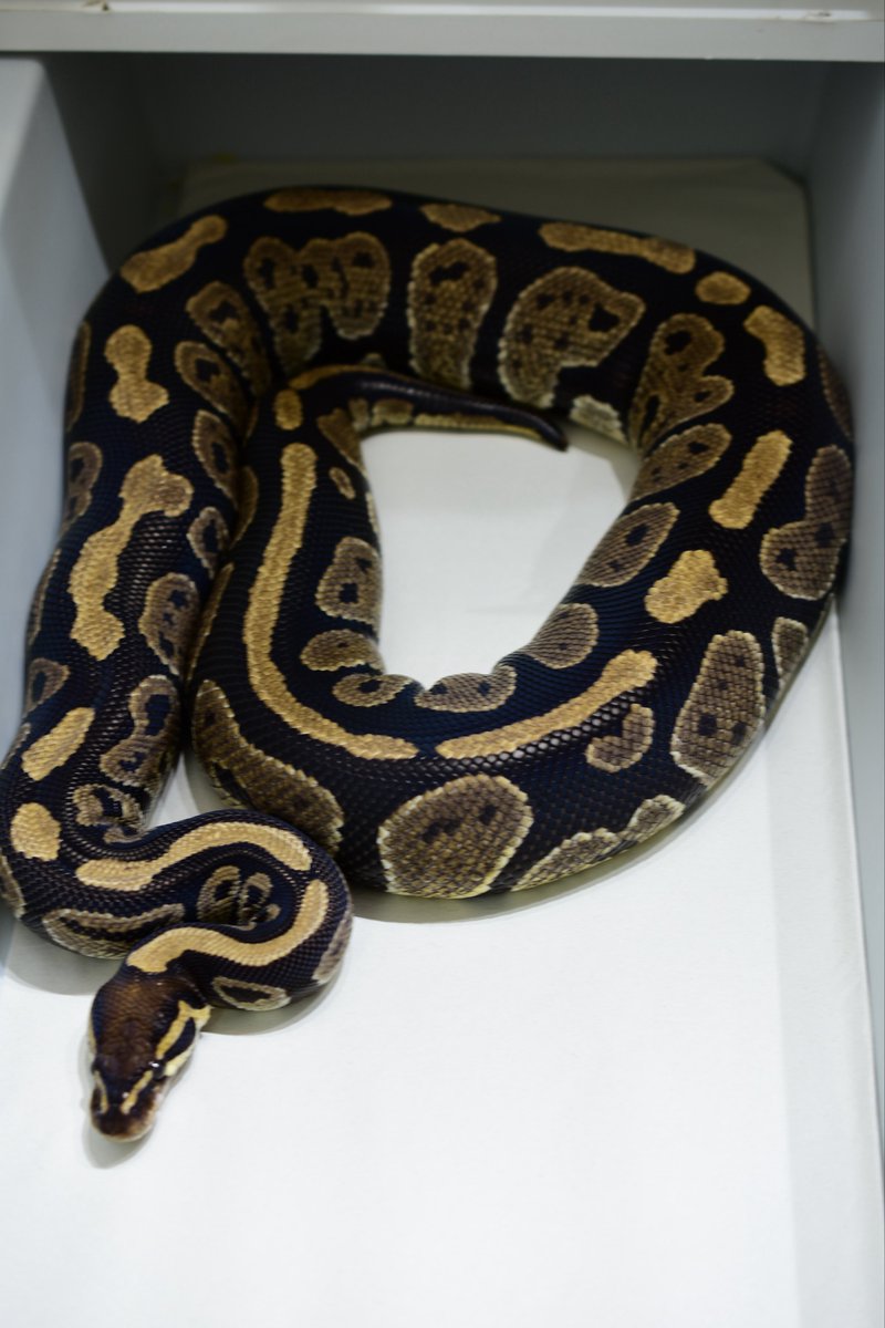 na___Python's tweet image. ピントブレブレマン。