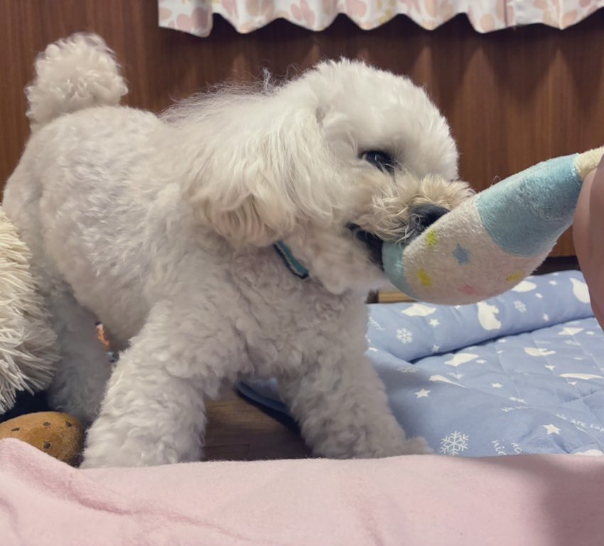 TenkomoriB's tweet photo. @CHLionRagbaby けんちゃん、うちのワンコちゃん見てー🥰🥰🥰🥰 https://t.co/Z2i55f4yLK