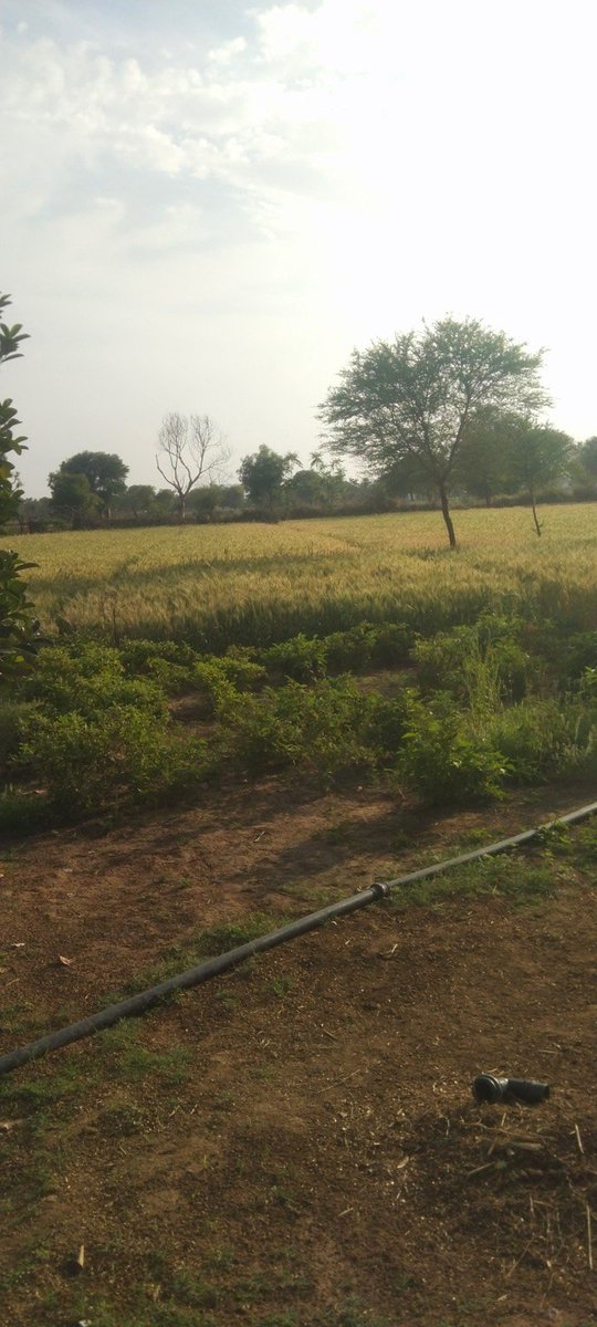meenaji7428's tweet image. मेरे गांव में 1 बीघा जमीन का भाव 12 लाख हैं।
आपके शहर या गांव में कितना हैं।