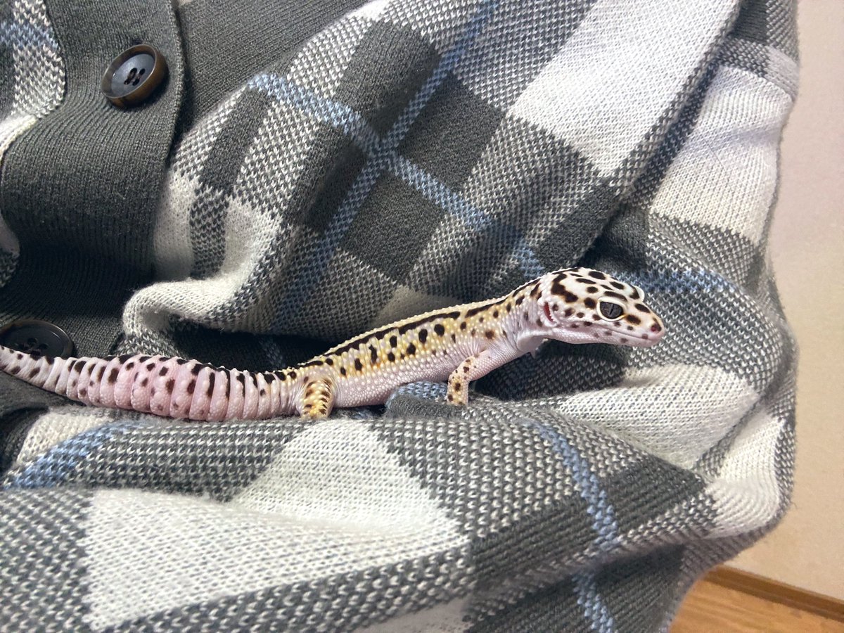 るなページ BACKYARD FAMILY Figurino フィグリーノ オブリークトゥ