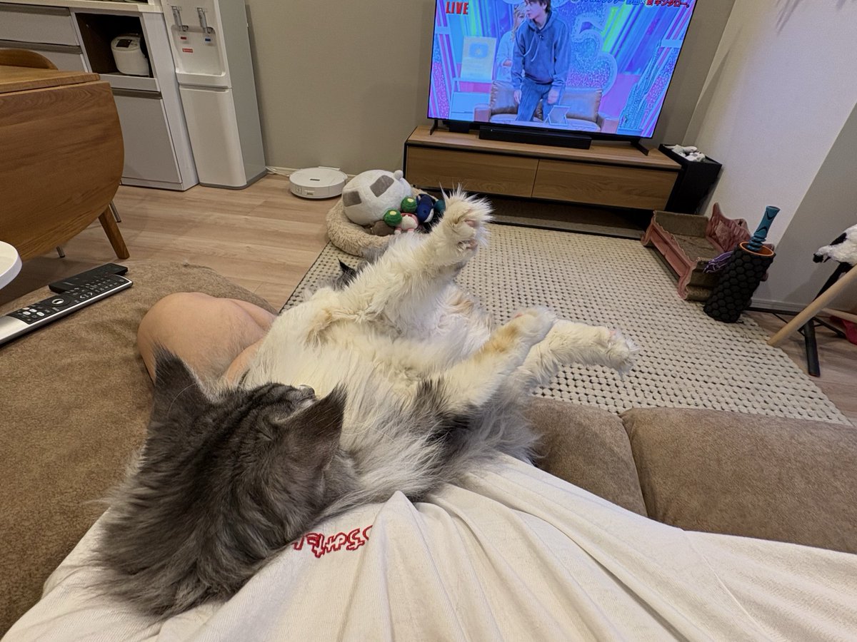 chipipipipi0221's tweet image. お笑いの日見てる