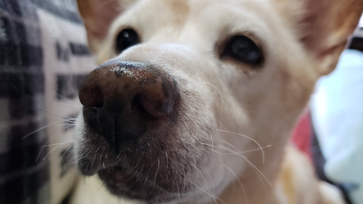 RNkoiuna's tweet image. かつて飼っていた
犬。その名はリン。
南無阿弥状態、魂が体から離れてしまったけれどその可愛さはいつまでも僕たちの心に。