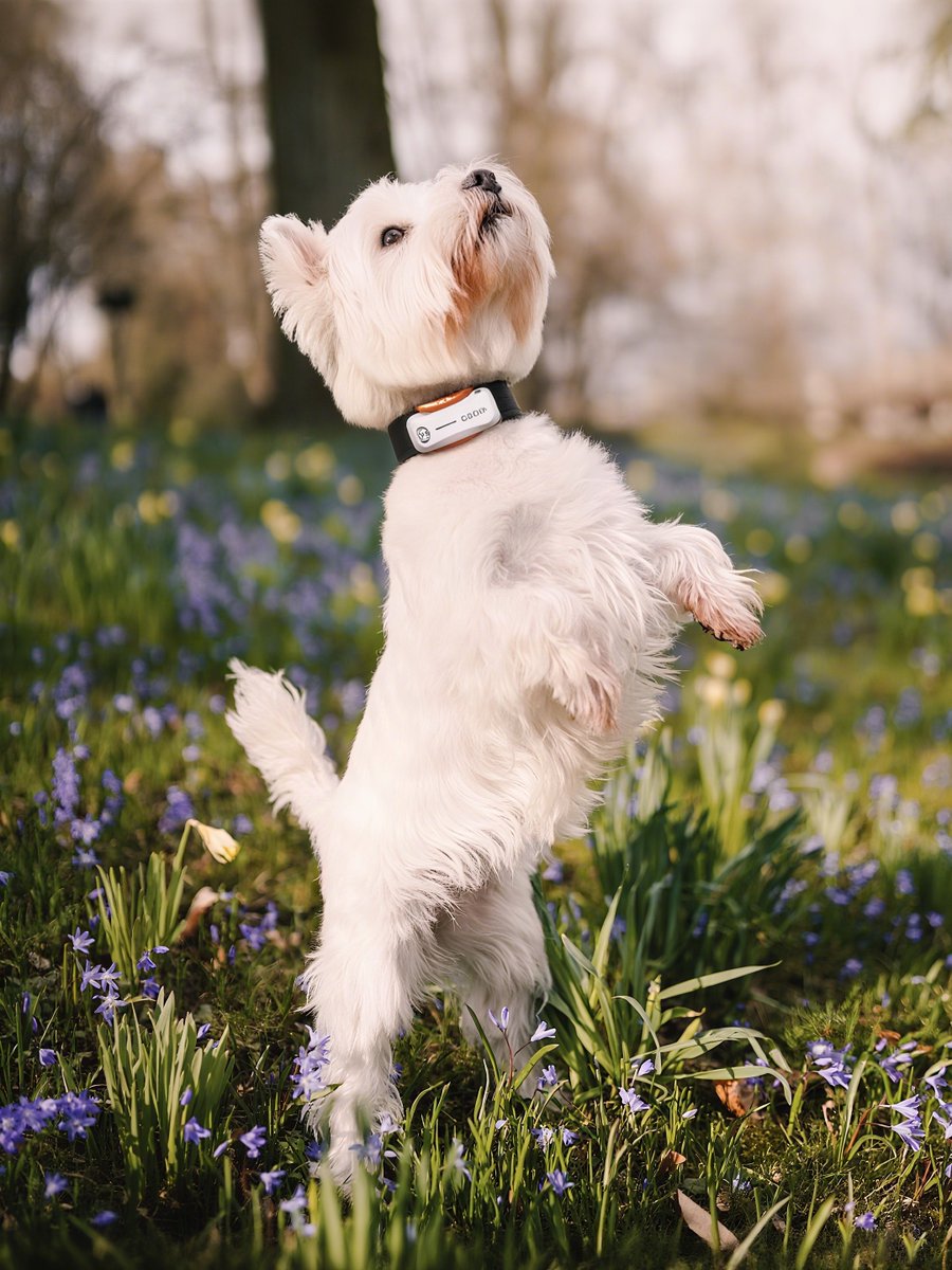 Dbddtracker's tweet photo. Among the flowers 🌸🌼stands our little explorer 🐶✨
Happiness looks just like this 🐾💚 https://t.co/c2yxhybTEo