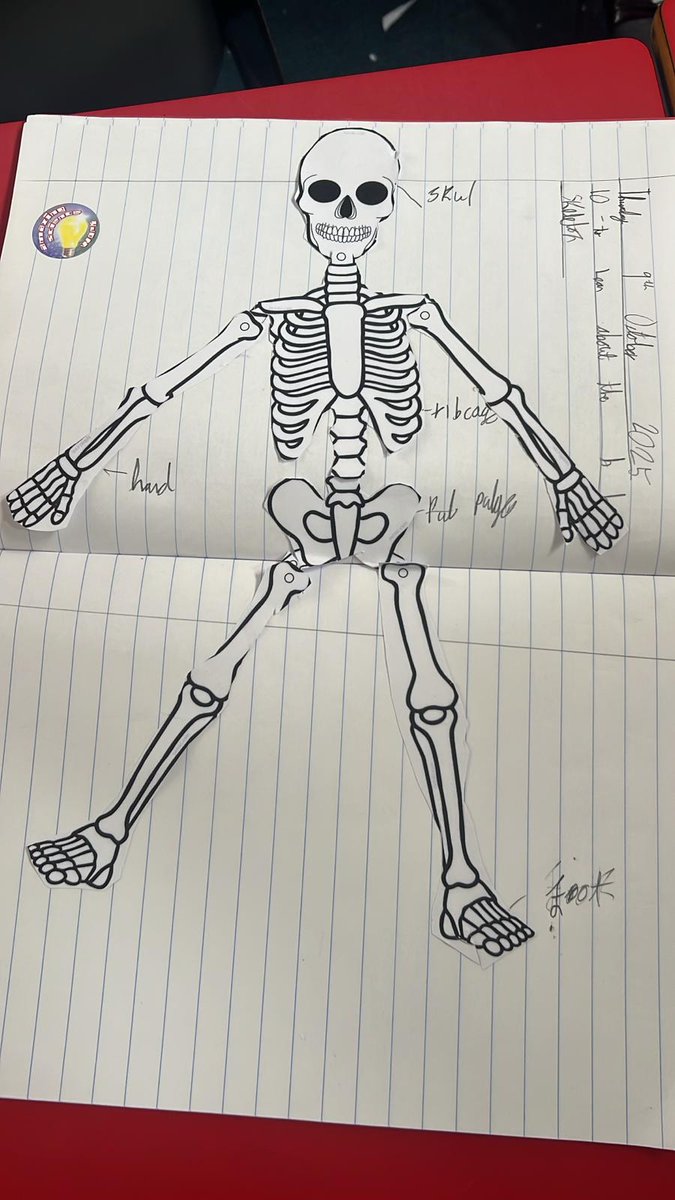 StTomMore's tweet photo. Exploring the structure of the skeleton in Year 3. #STMScience https://t.co/7eXGoHMMoY