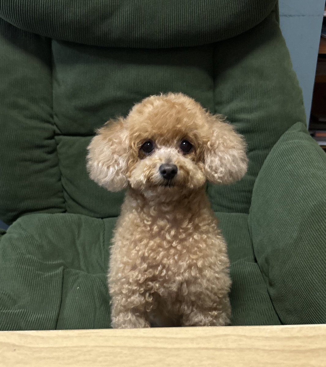 inu_love_suki's tweet image. 茶色い妖精さん