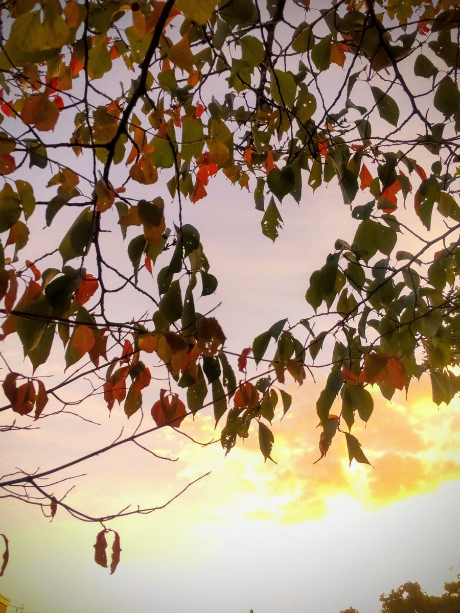 kapi3939daisuki's tweet image. 🍂🍁🍂🍁🍂🍁🍂🍁

嬉しい偶然！
今朝撮った紅葉写真の中に♡が🤩

札幌　AM6:04    10℃
#紅葉