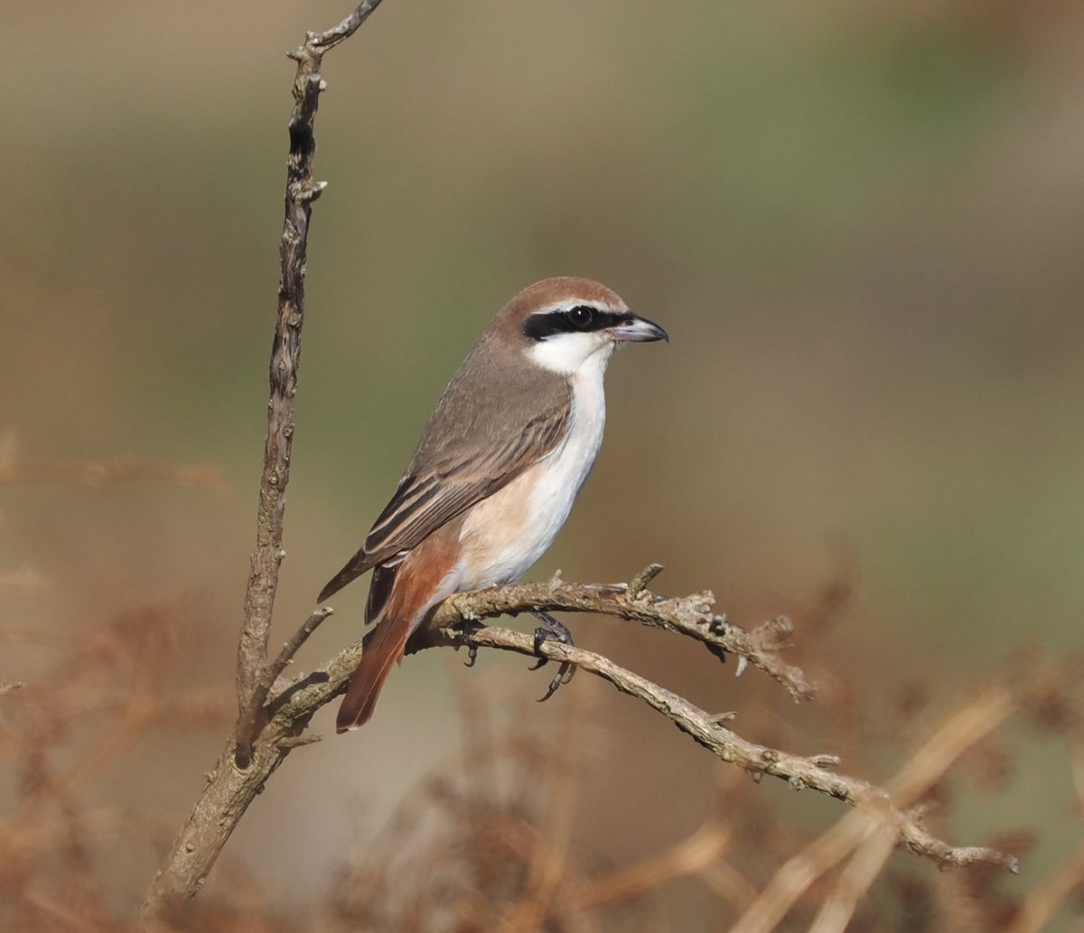 I don’t do twitches!
But seeing as this Turkestan Shrike was on our doorstep I took a walk to <a href="/DunwichHeath/">Dunwich Heath</a> to see it yesterday

#birds #birdphotography #ukwildlife #wildlife #wildlifephotography #nature #NaturePhotography
<a href="/Natures_Voice/">RSPB</a> <a href="/BTO_Suffolk/">BTO Suffolk</a> <a href="/suffolkwildlife/">SuffolkWildlifeTrust</a> <a href="/NatureUK/">NatureUK</a>