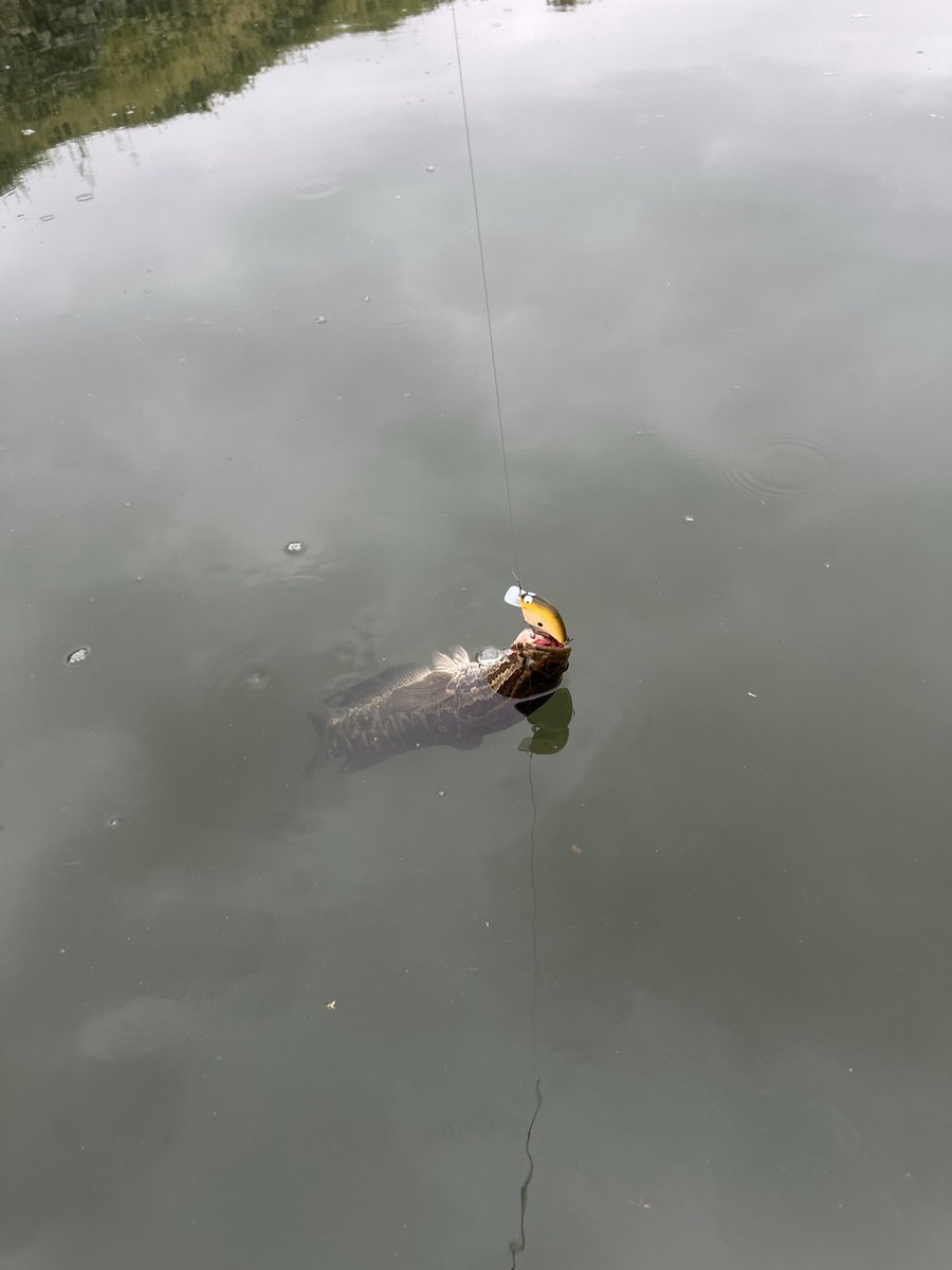 秋は巻き巻き　スピナーベイト好調🐟
クランクは良い魚バラしたあとに雷魚😅