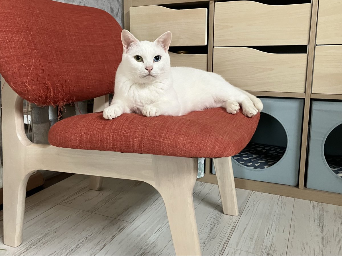 gigaburu1985's tweet image. 末っ子ががっつり甘えにきてくれるようになって嬉しすぎる...!!!😇