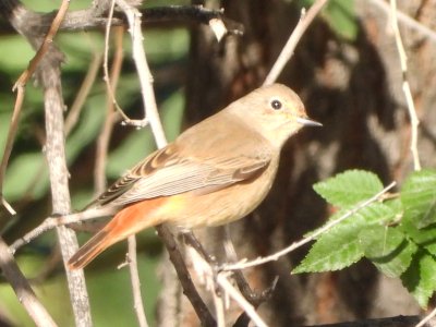 Animalandia tweet media