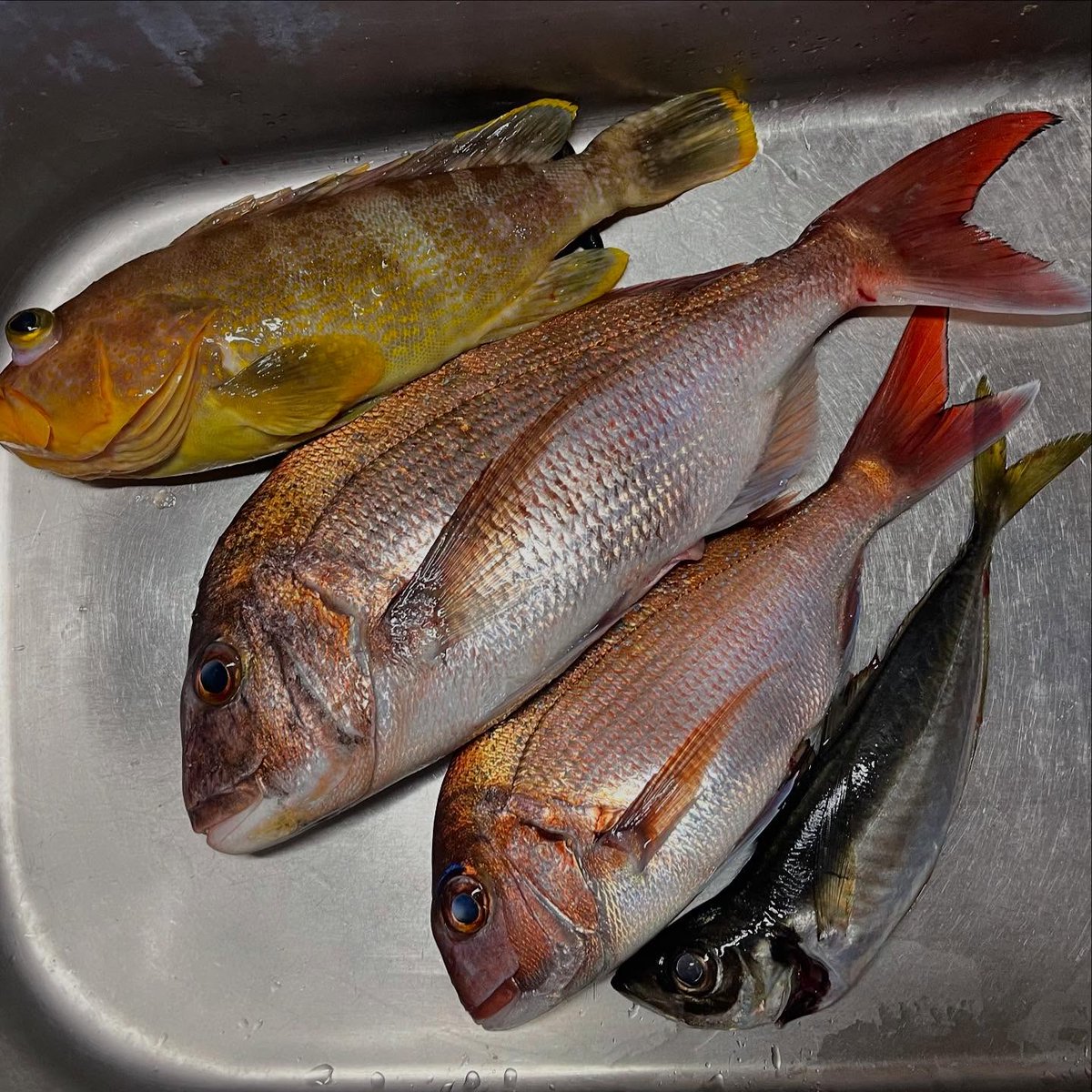 銀色に輝く姿、そしてこの引き…本当に感動しました🐟❤️

釣り上げた瞬間の達成感と喜びは、言葉では言い尽くせません💯🔥

#真鯛釣り #タイラバ #海釣り #釣り日記 #最高の一日 #海 #アウトドア女子 #おっさん女子