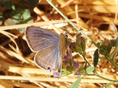 Fernando Lisón tweet media