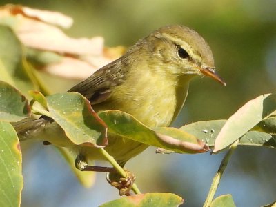 Fernando Lisón tweet media