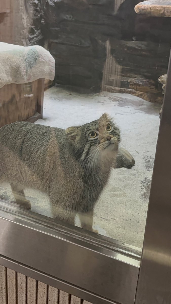 やっぱりマヌルネコ🐱は良いよなぁ～