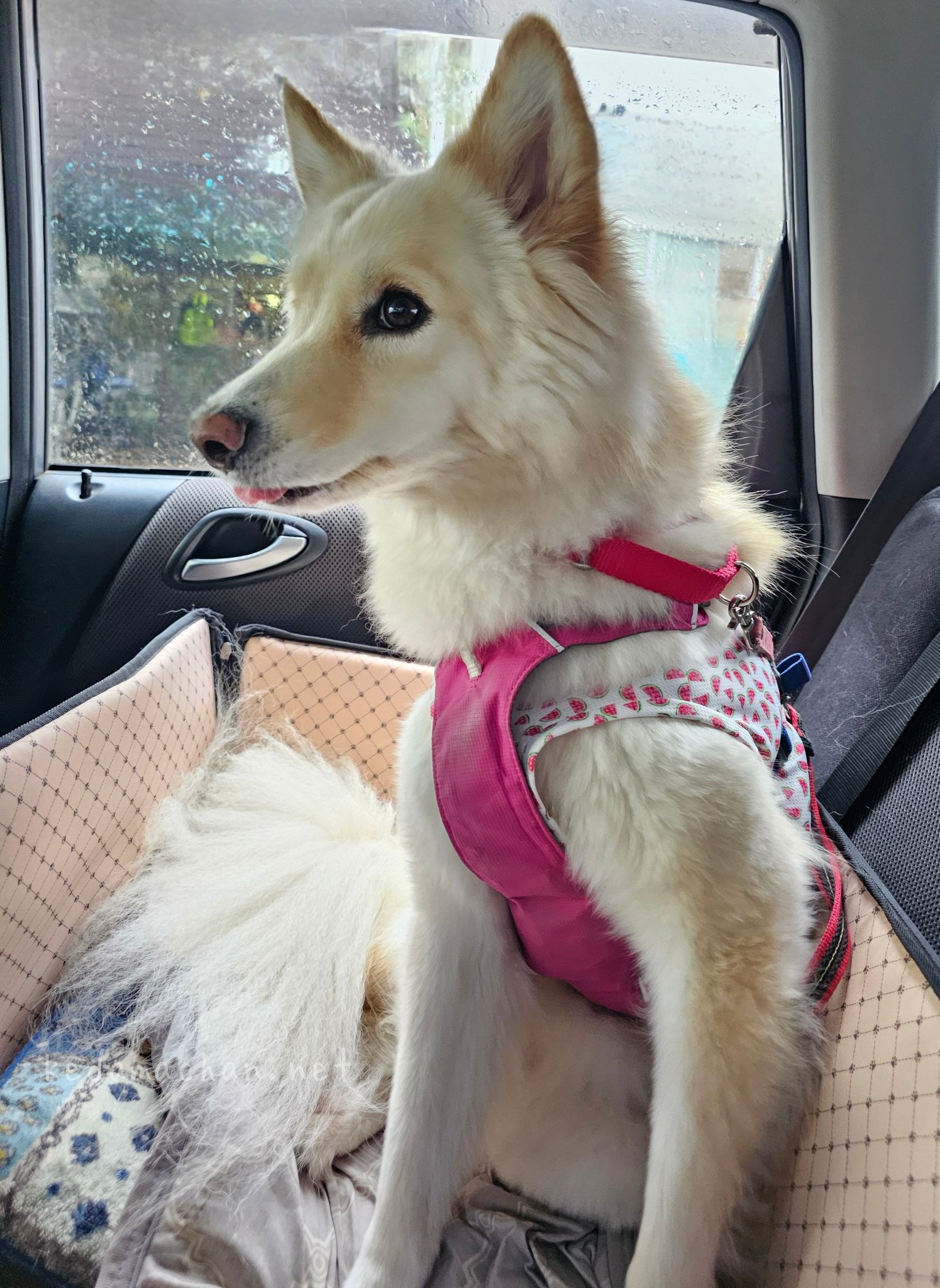 犬ちゃん うちの犬ちゃん(ちわわ) on X: 