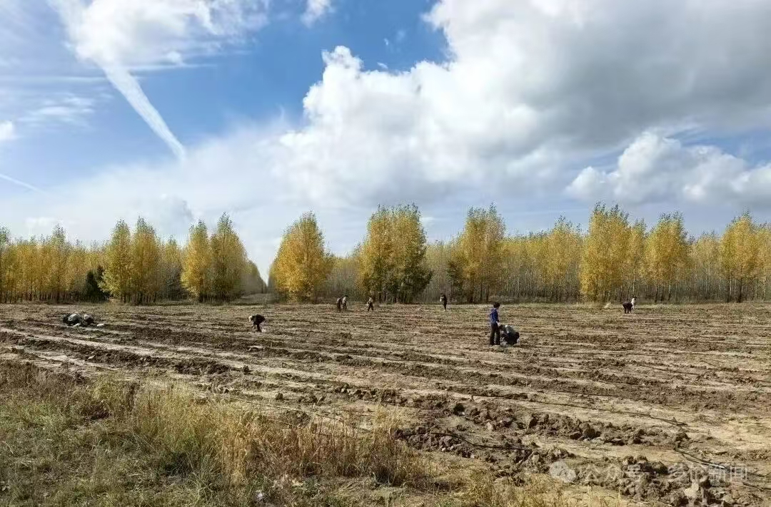 Magnificent Xiliin Gol tweet media