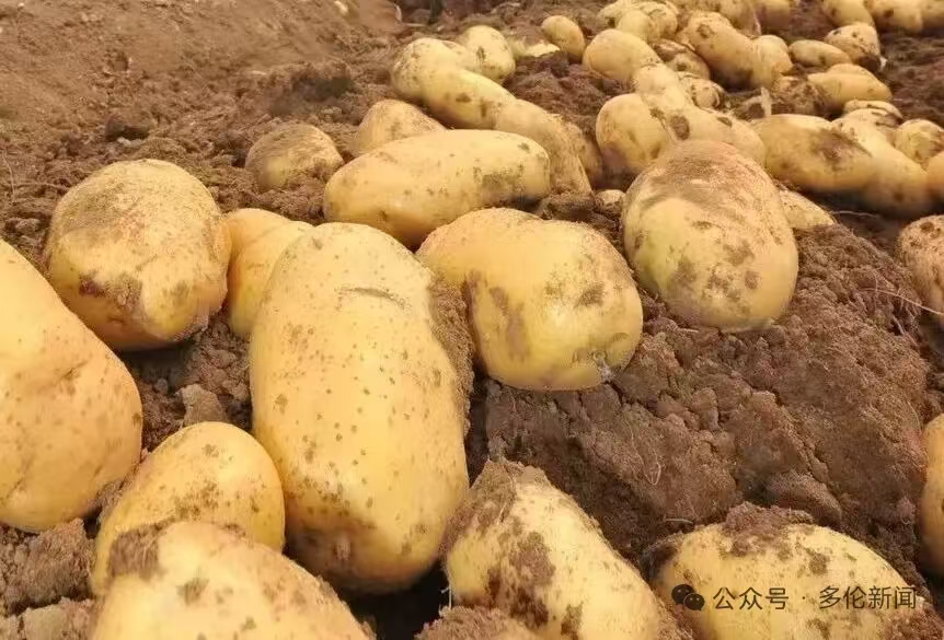 Magnificent Xiliin Gol tweet media