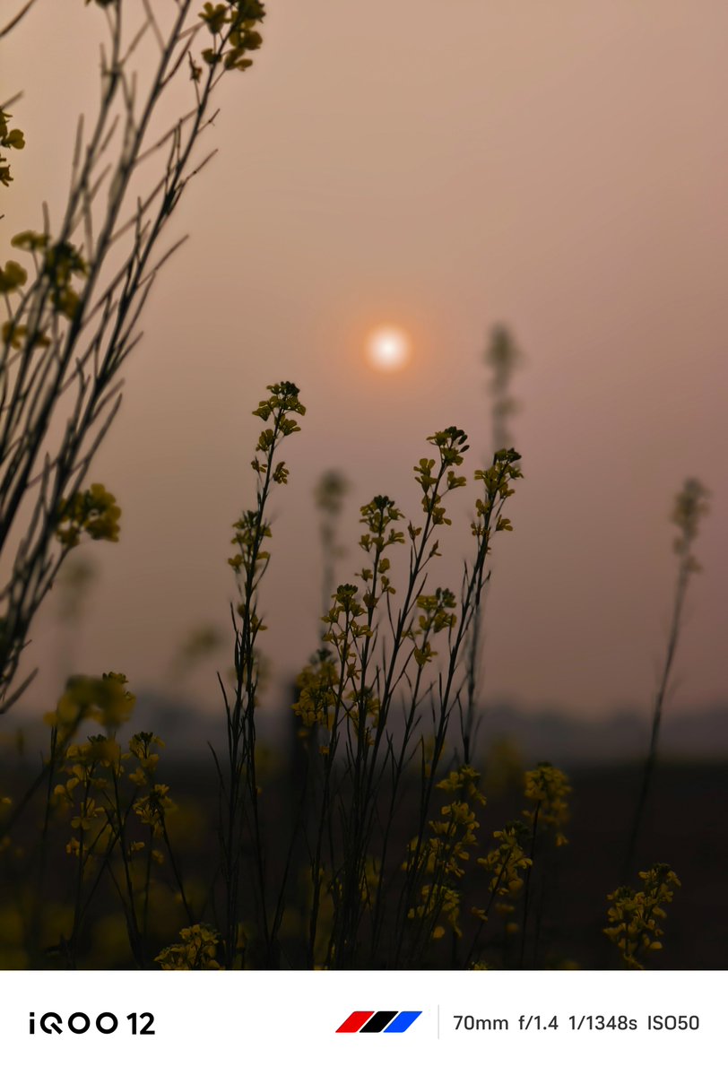 nipunmarya's tweet image. Fields of gold, framed to perfection by #iQOOCommunity! #ShotoniQOO
