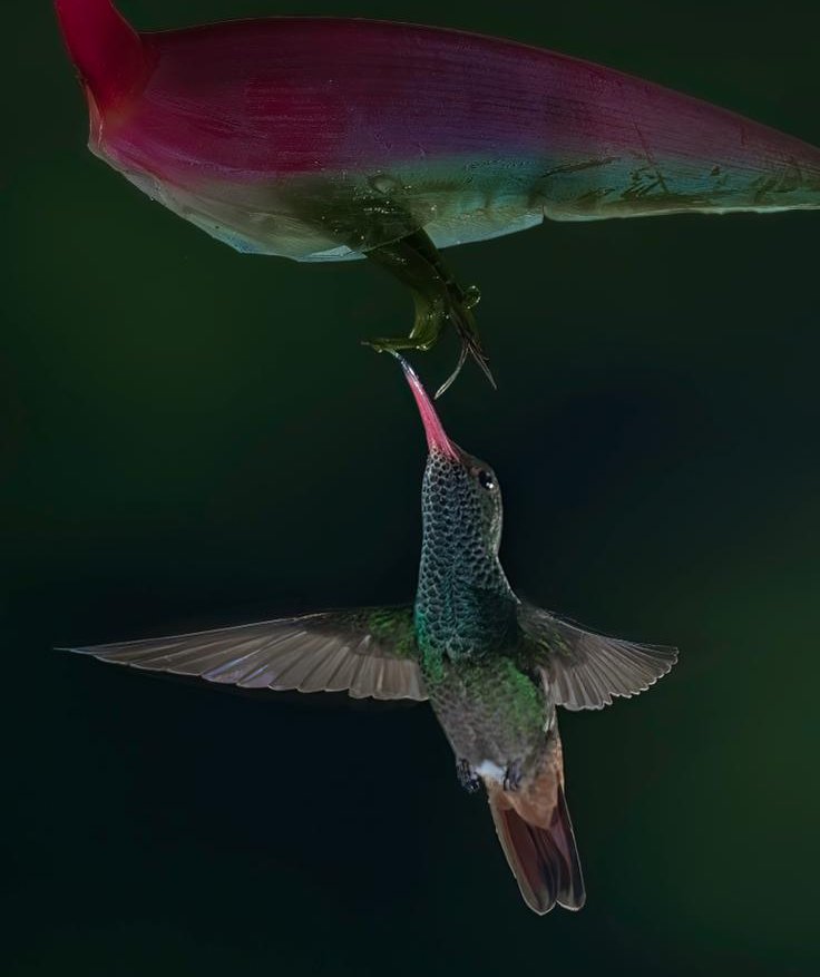 SafayaAnil's tweet image. When your tail’s on fire but your heart’s all nectar.
Rufous-tailed hummingbird
#IndiAves #TwitterNatureCommunity #BBCWildlifePOTD #birdwatching #BirdsSeenIn2025 #natureinfocus #NaturePhotography #wildlifephotography #TropicalBirds #AvianWonders
