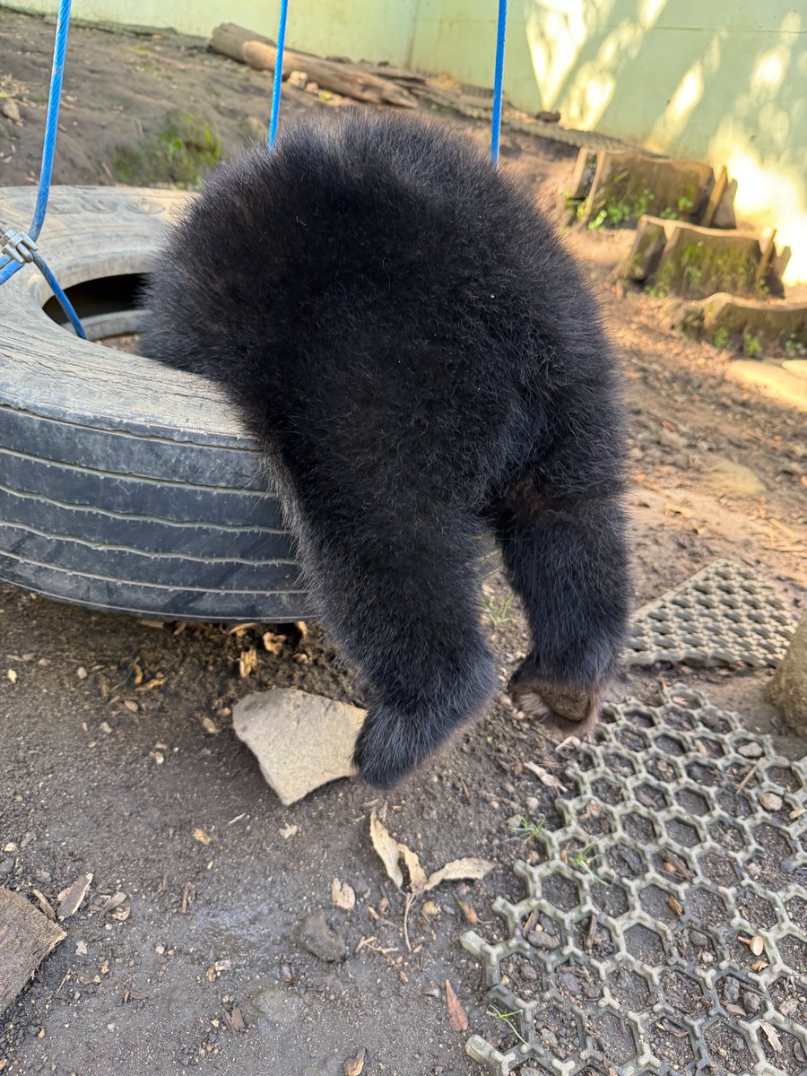 ツキノワグマ - البحث / X