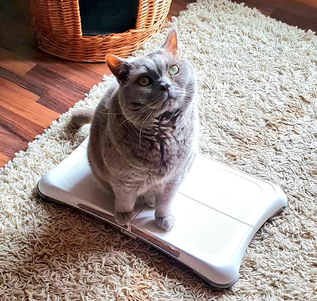 Guten Morgen #Twitterrudel, seit 22   Wochen ist der Toni schon hinter dem 🌈, einige Freunde sind nun auch schon da 😢. Sie bleiben für immer in unseren Herzen❤️, denke so gern an mein Tonilein.
Ich wünsche euch ein ruhiges Herbst- Wochenende, liebe Grüße, Tonis Frauchen 😘