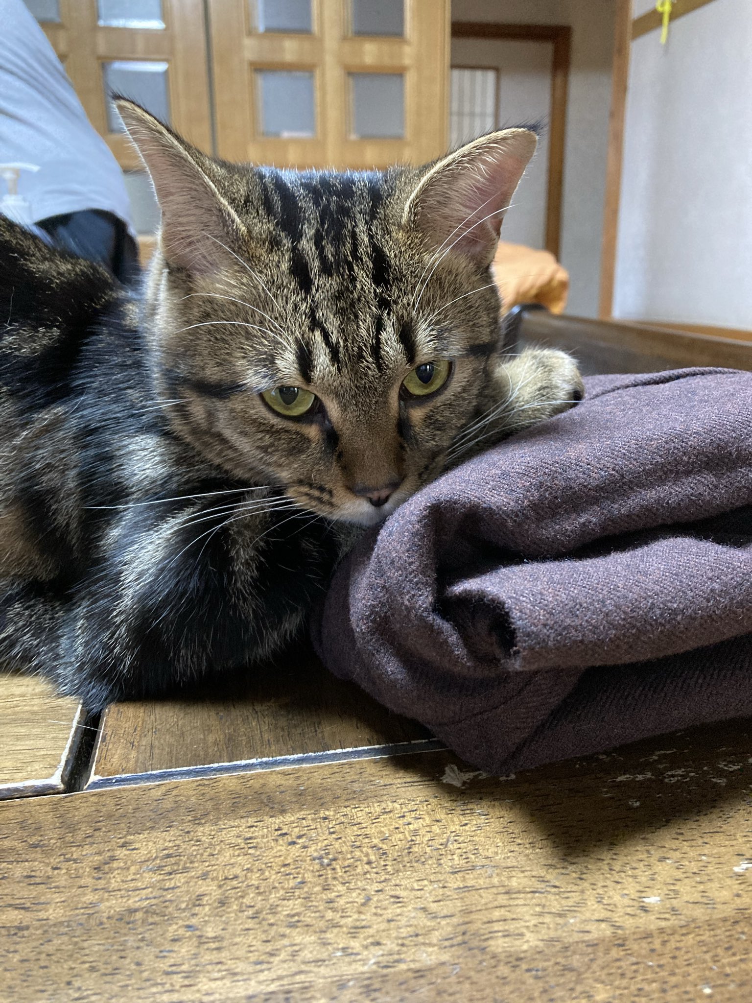 【猫】おまとめ売り2件 B03-049.png