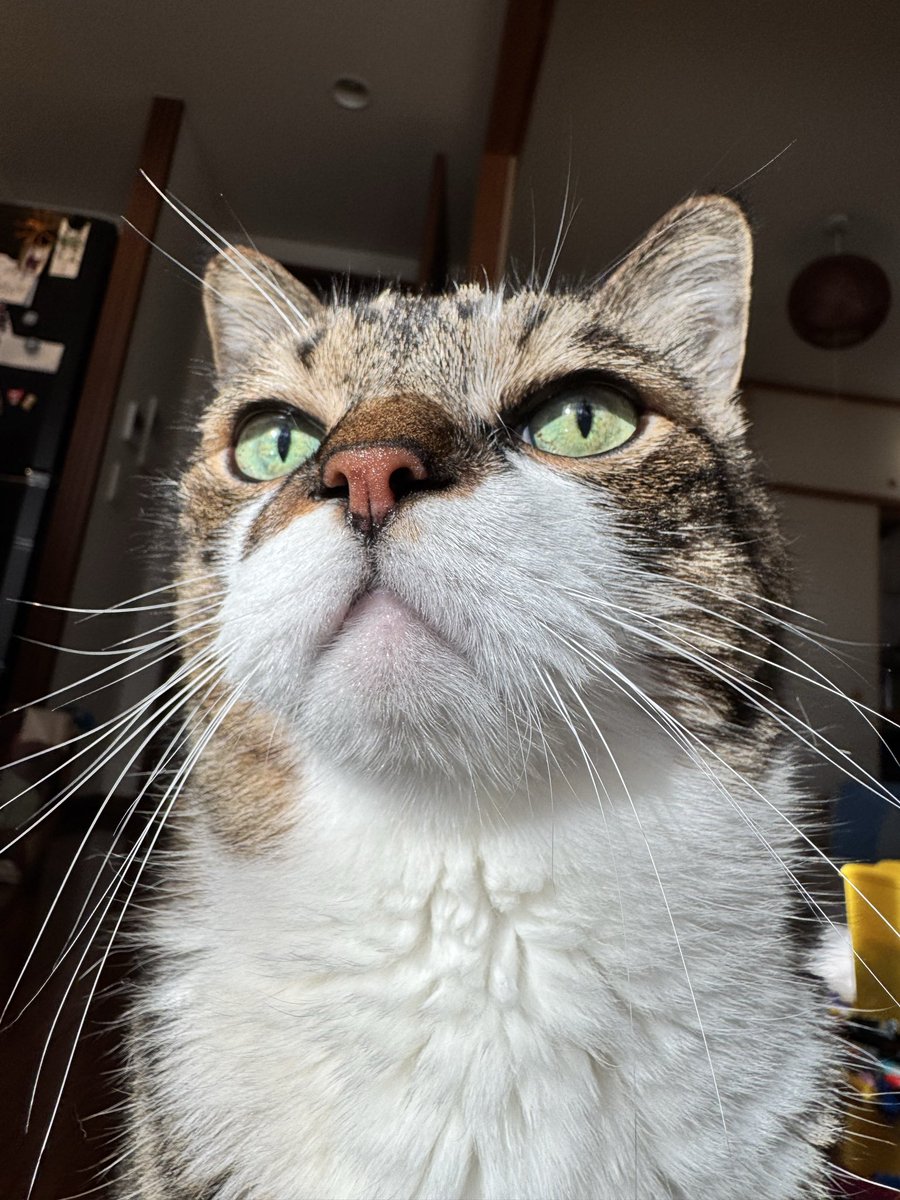 poncho_neko's tweet image. いい天気になってきたにゃお!