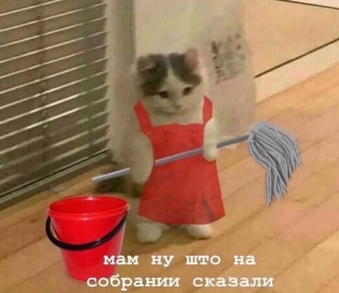 Borsique😺 (@borsique) on Twitter photo 