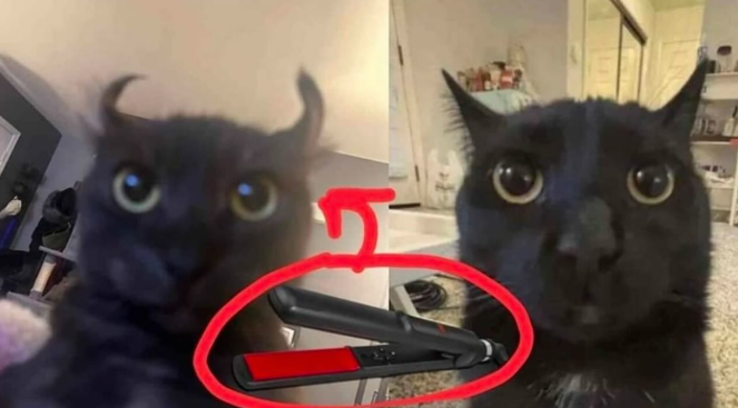 shitpost_2077's tweet image. 