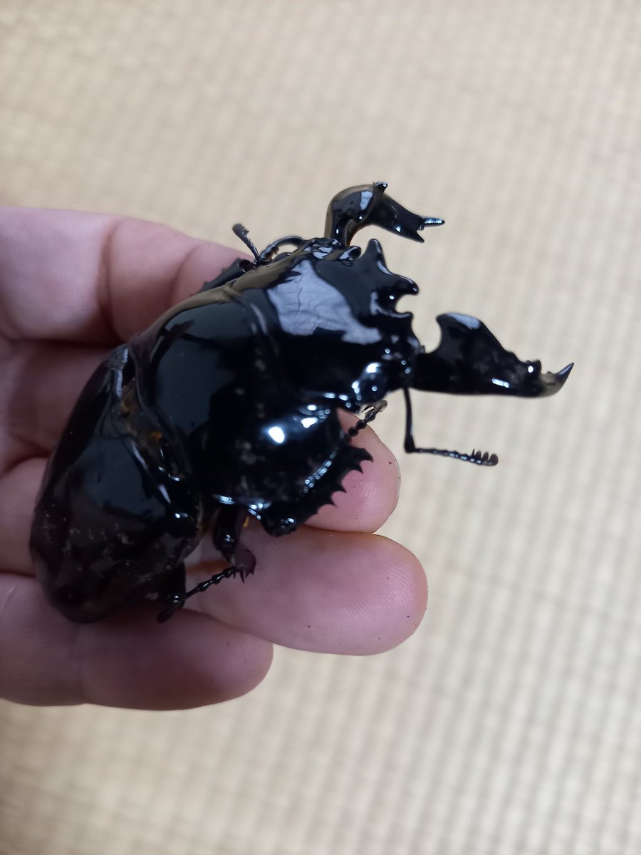 okamitu_117's tweet image. 上白根即売会へ
覗きに行ってきました✨☂️
BUG FOREST
@bug_forest 
さんのタラを見たくて行ったら
はい～お買い上げ～👏
やっぱ購入しちゃうよねイベントは💦