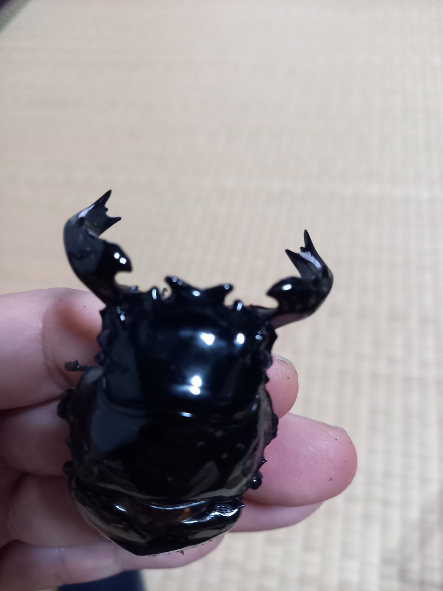 okamitu_117's tweet image. 上白根即売会へ
覗きに行ってきました✨☂️
BUG FOREST
@bug_forest 
さんのタラを見たくて行ったら
はい～お買い上げ～👏
やっぱ購入しちゃうよねイベントは💦