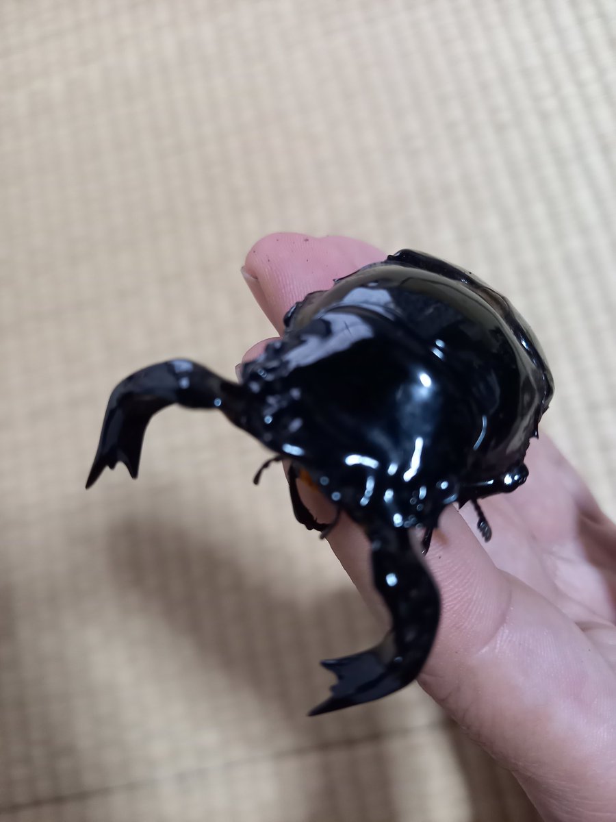 okamitu_117's tweet image. 上白根即売会へ
覗きに行ってきました✨☂️
BUG FOREST
@bug_forest 
さんのタラを見たくて行ったら
はい～お買い上げ～👏
やっぱ購入しちゃうよねイベントは💦