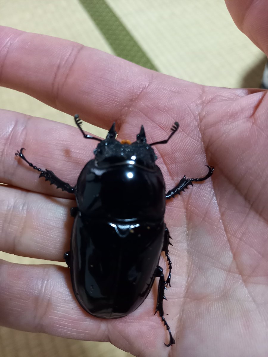 okamitu_117's tweet image. 上白根即売会へ
覗きに行ってきました✨☂️
BUG FOREST
@bug_forest 
さんのタラを見たくて行ったら
はい～お買い上げ～👏
やっぱ購入しちゃうよねイベントは💦