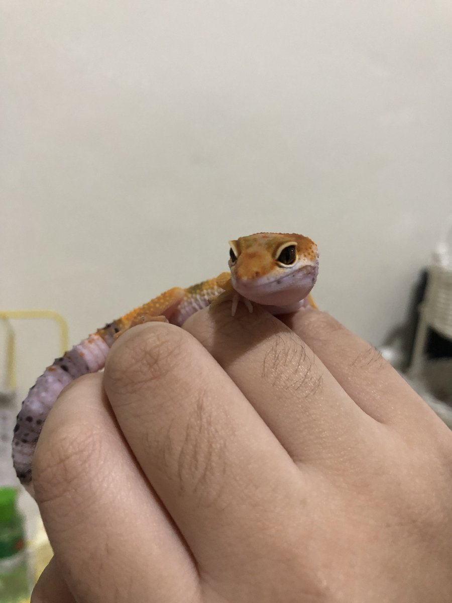 orioniontop's tweet photo. today is pumpkin's 1st birthday!!! https://t.co/jFiBAZS3Kl