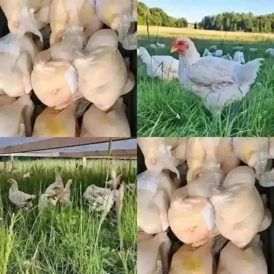 casper_boas's tweet photo. Så er annoncen ude! 🇩🇰
Vi rammer Danmark på lørdag med Sveriges bedste kylling! 
Og så har vi en masse delikatesser og grillpølser med på vores kyllinger, helt uden konserveringsmidler og nitrit! https://t.co/shrmvv7POo