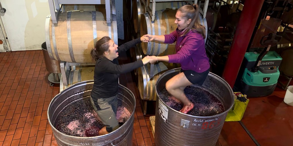 NouveauAG's tweet image. Die Merlot-Trauben für unsere Cuvée Monsieur Diego Mathier sind gelesen. 🍇 Durch Passerillage gewinnen sie an Tiefe &amp;amp; Ausdruck. Wein ist Handwerk – mit Passion (und manchmal mit den Füssen). 😉

#mathier #diegomathier #wallis #salgesch #walliserwein #weinernte #merlot