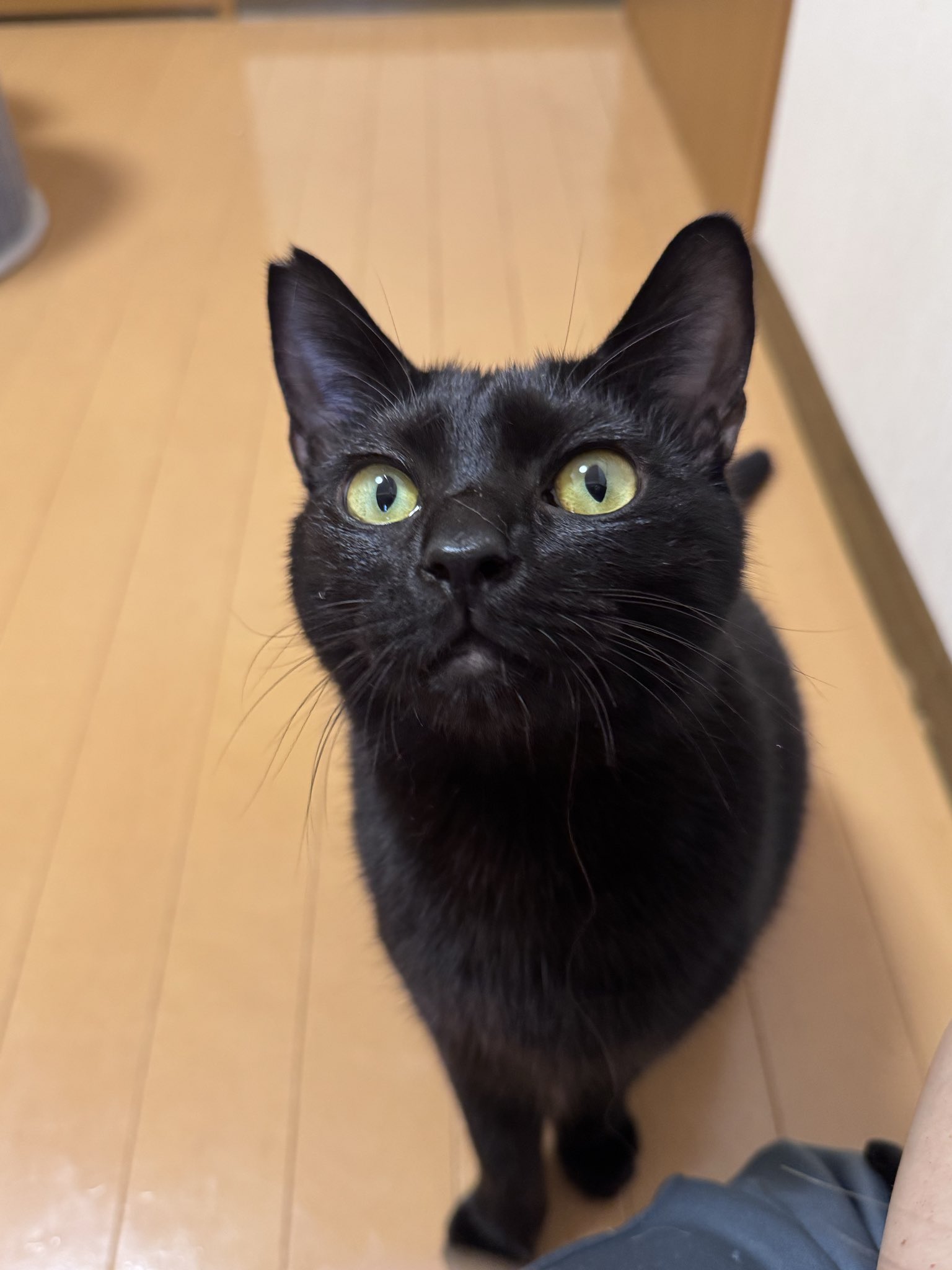 黒猫ミント様 くろねこページです！ シナダ SHINADA ぬいぐるみ もちねこ クロ