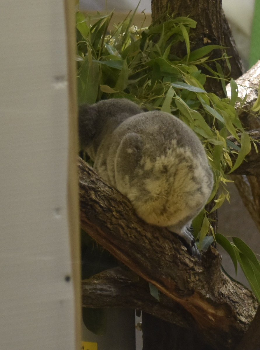 横浜市立金沢動物園【公式】 on X: 