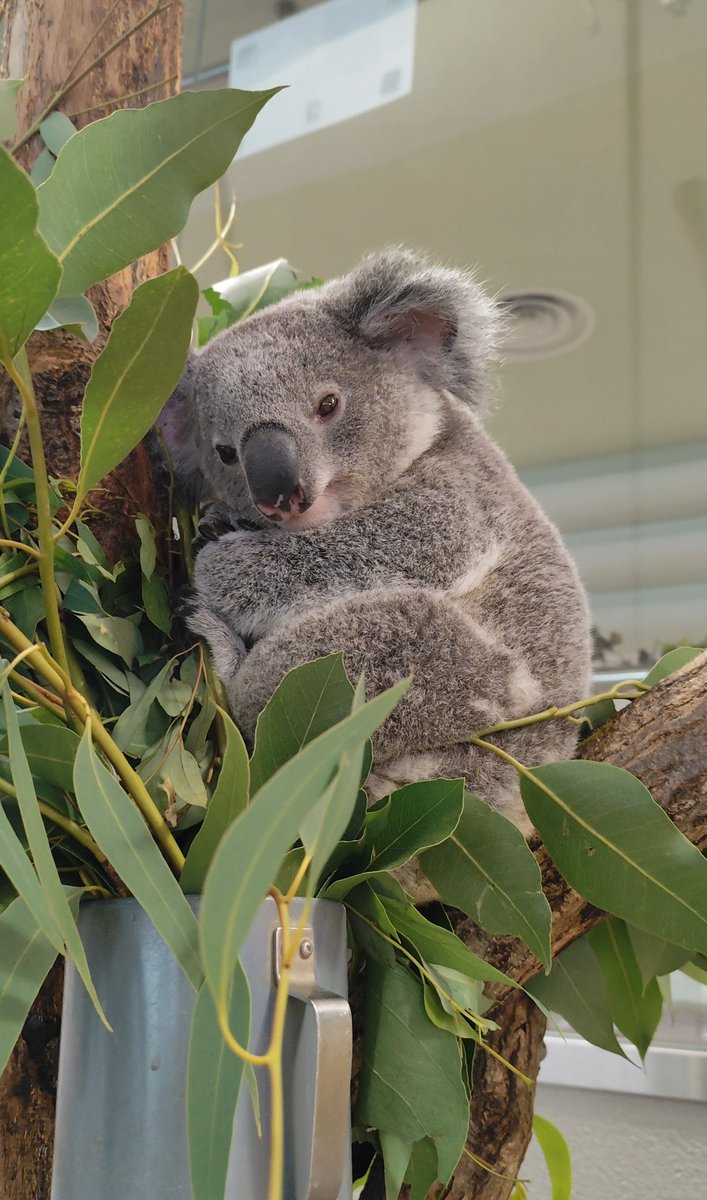 横浜市立金沢動物園【公式】 on X