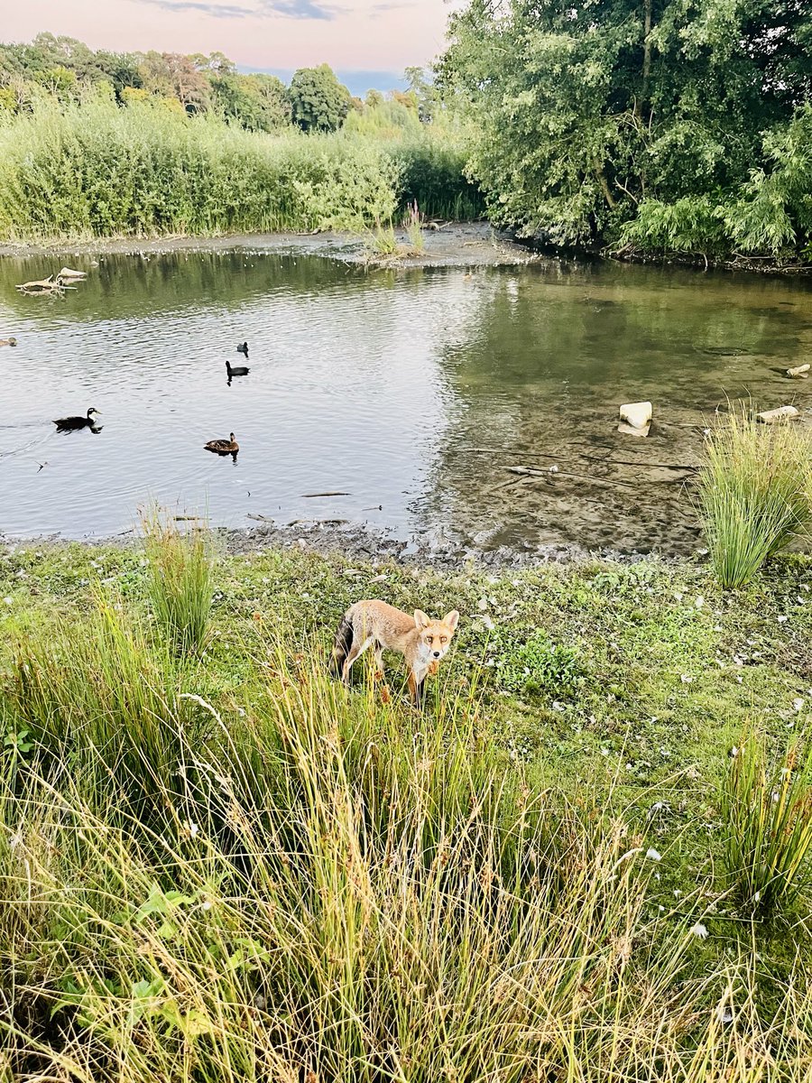 HoovesTails's tweet photo. Different species sharing the same field in peace. Pearl the sheep likes hanging around with her foxy friends. 

#FoxOfTheDay #SheepOfTheDay #SanctuaryLife #ukwildlife #animalsanctuary #coexistence #nature #wildlife #animalfriends https://t.co/LaTVTbfcoF