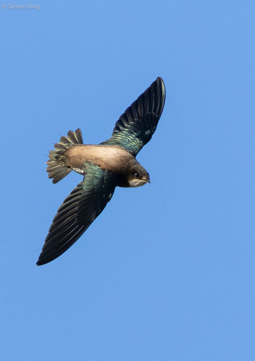 Simon King tweet media