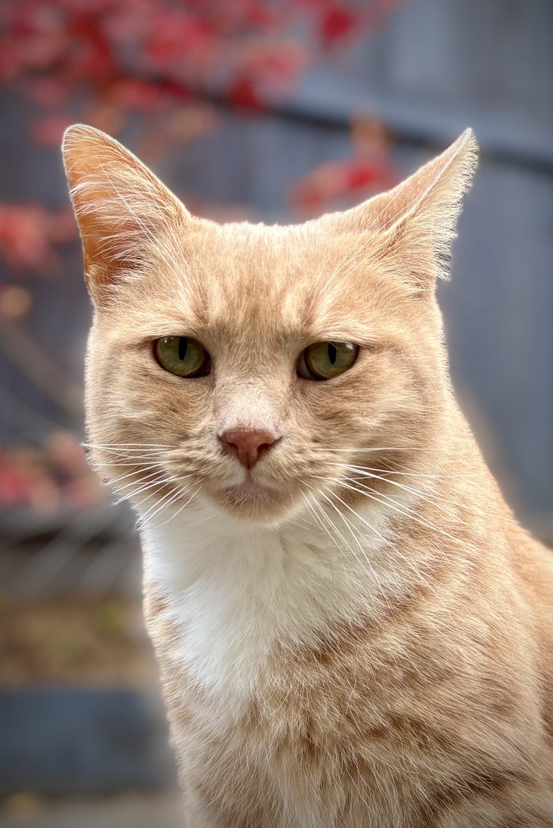 Happy Caturday everyone , my favourite day of the week. A day to celebrate all things kitty, hope you all enjoy doing what makes you happy  🧡😺 #adoptdontshop #rescuecat #caturday