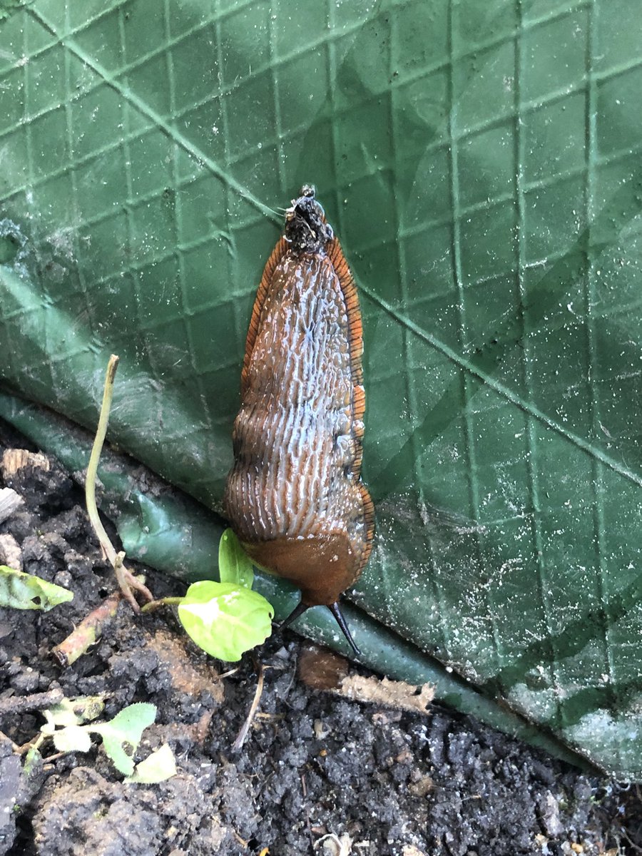 Slug on the move vs same slug in defensive mode 💪🏼