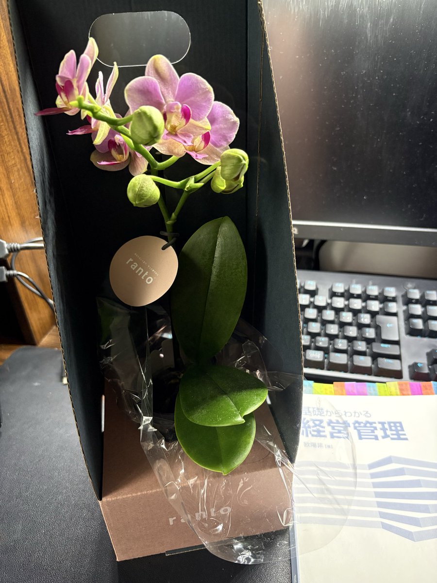 近くのホームセンターにて¥500で購入した胡蝶蘭
以前Xで卓上に緑🌱を置いて勉強📚のモチベUPとポストしている方を拝見して、自分も欲しいー⭐️と思っていたのでちょうど良かったかもです
でも胡蝶蘭って大きくなる？？卓上植物🪴ではないですよね…笑
#産能通信 #産業能率大学 #通信制大学 #産能短大