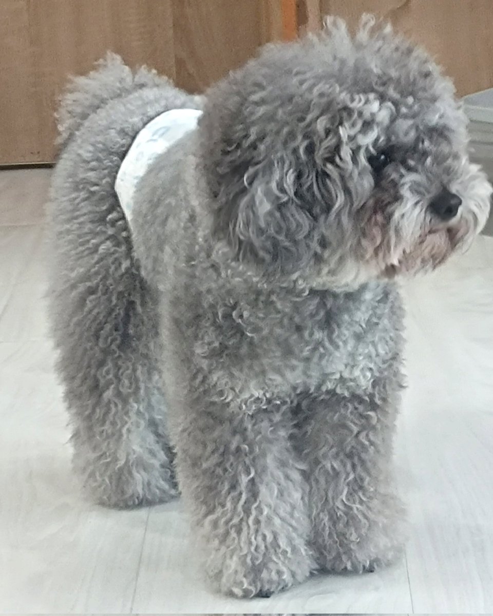 Kroka_030's tweet photo. 🐶🐶不开心的小狗 https://t.co/L8w1wxrO3e