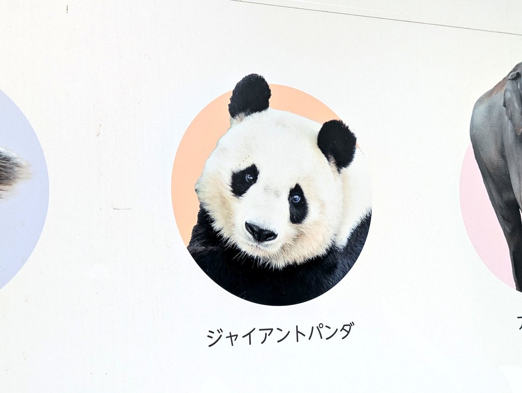 やっぱこれだよね〜🐼✨️