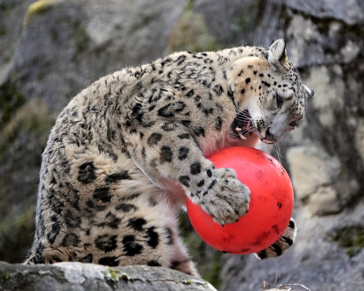 nanata35047722's tweet photo. #懐かしい多摩動物公園    2022/4 https://t.co/CXouaajGat